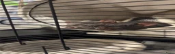 Rat rodents for sale: two female rats for sale! in Richmond - Advert 2