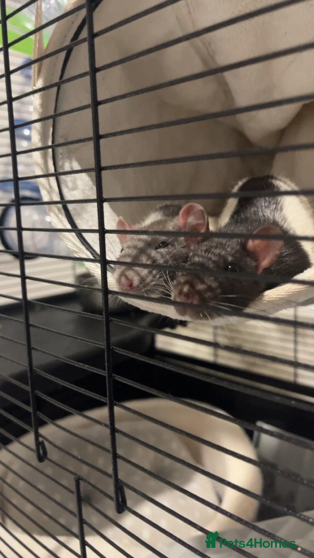 Rat rodents for sale: two female rats for sale! in Richmond - Advert 2