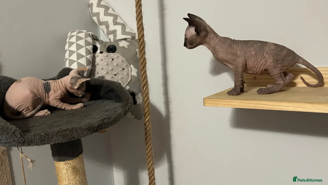 Sphynx cats for sale: Sphynx kittens looking for a lovely home. - Advert 19