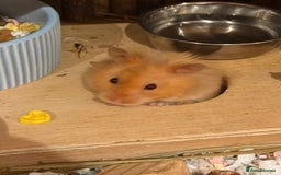 Hamster rodents for sale: Male long haired Syrian hamster  - Image 4