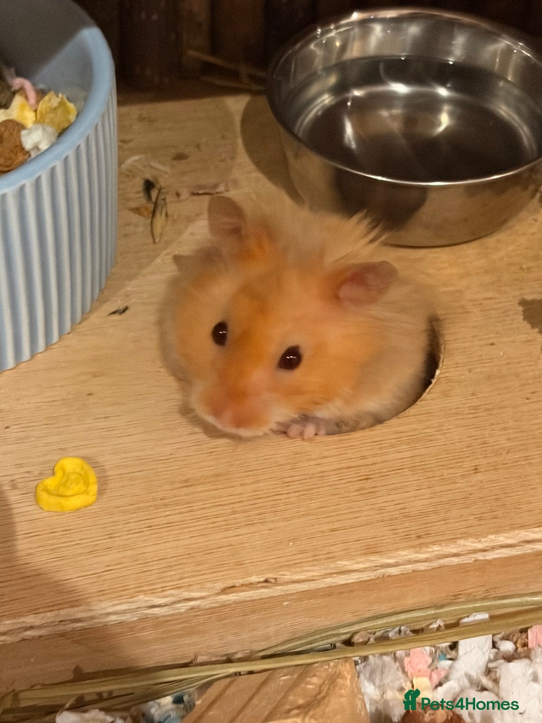 Hamster rodents for sale: Male long haired Syrian hamster  - Image 4
