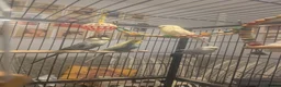 Budgerigars birds for sale: 4 budgies and cage - Advert 1