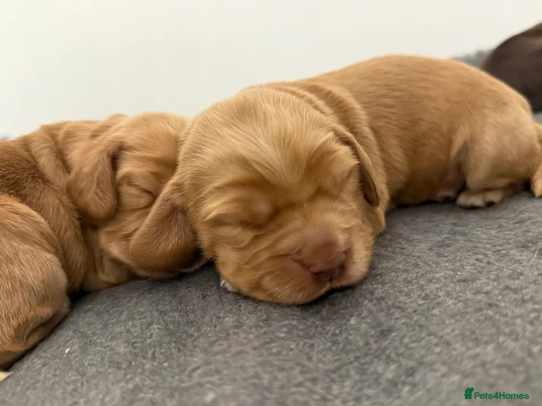 Cocker Spaniel dogs for sale: Show cocker spaniels  - Advert 32
