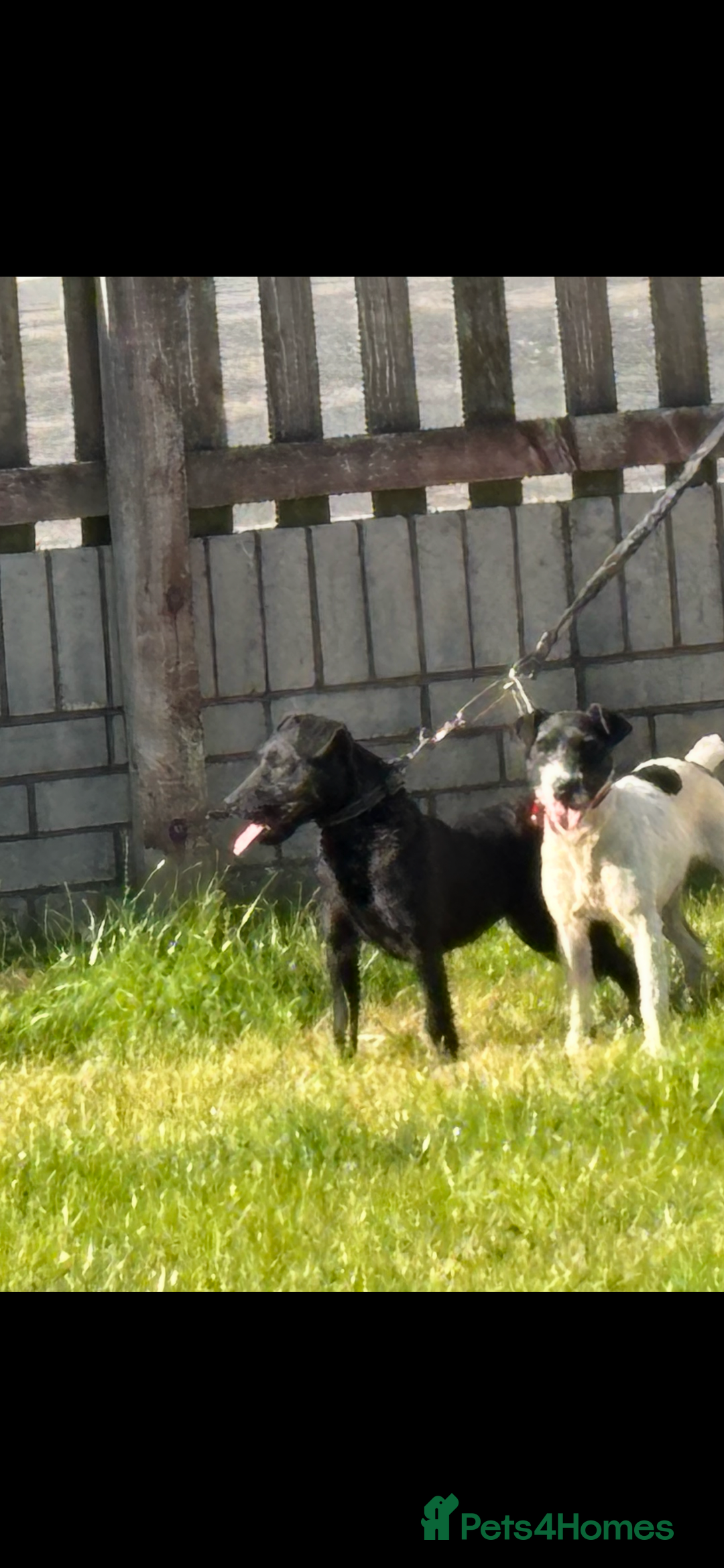 Patterdale Terrier dogs for sale: Patterdale terrier bitch  - Advert 4