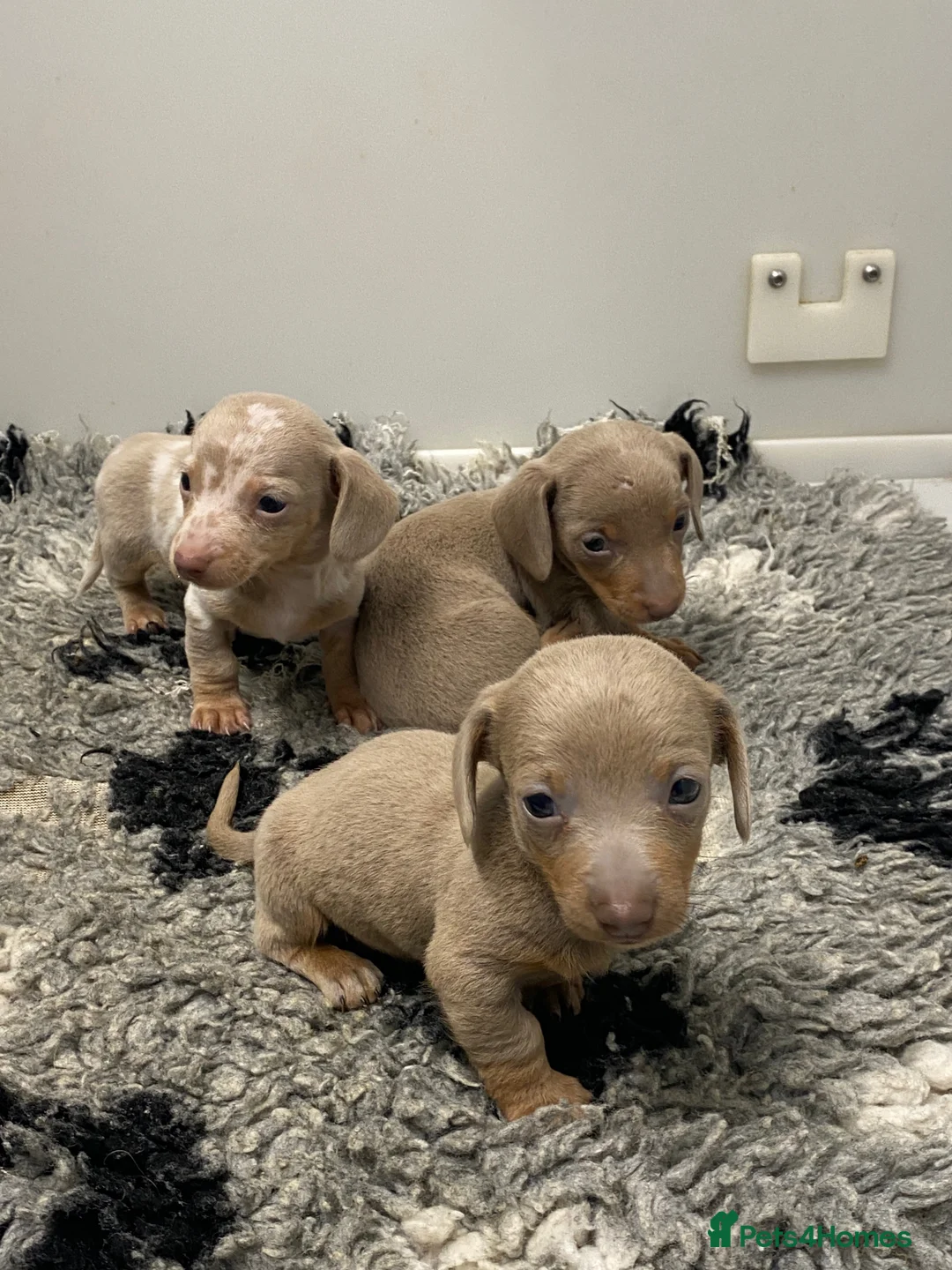 Miniature Dachshund dogs for sale: 5⭐️Licensed breeder. Tiny miniature dachshunds - Advert 9