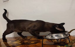Burmese cats for sale: Stunning Burmese male - Image 1