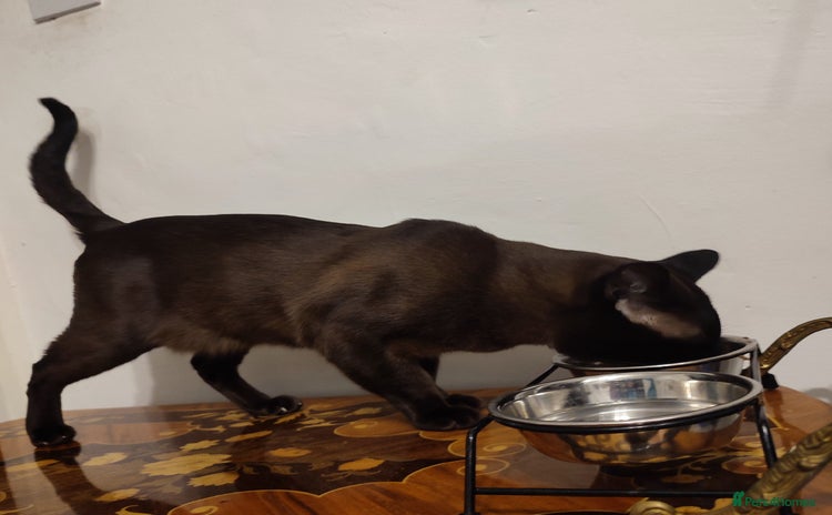 Burmese cats - Advert 16
