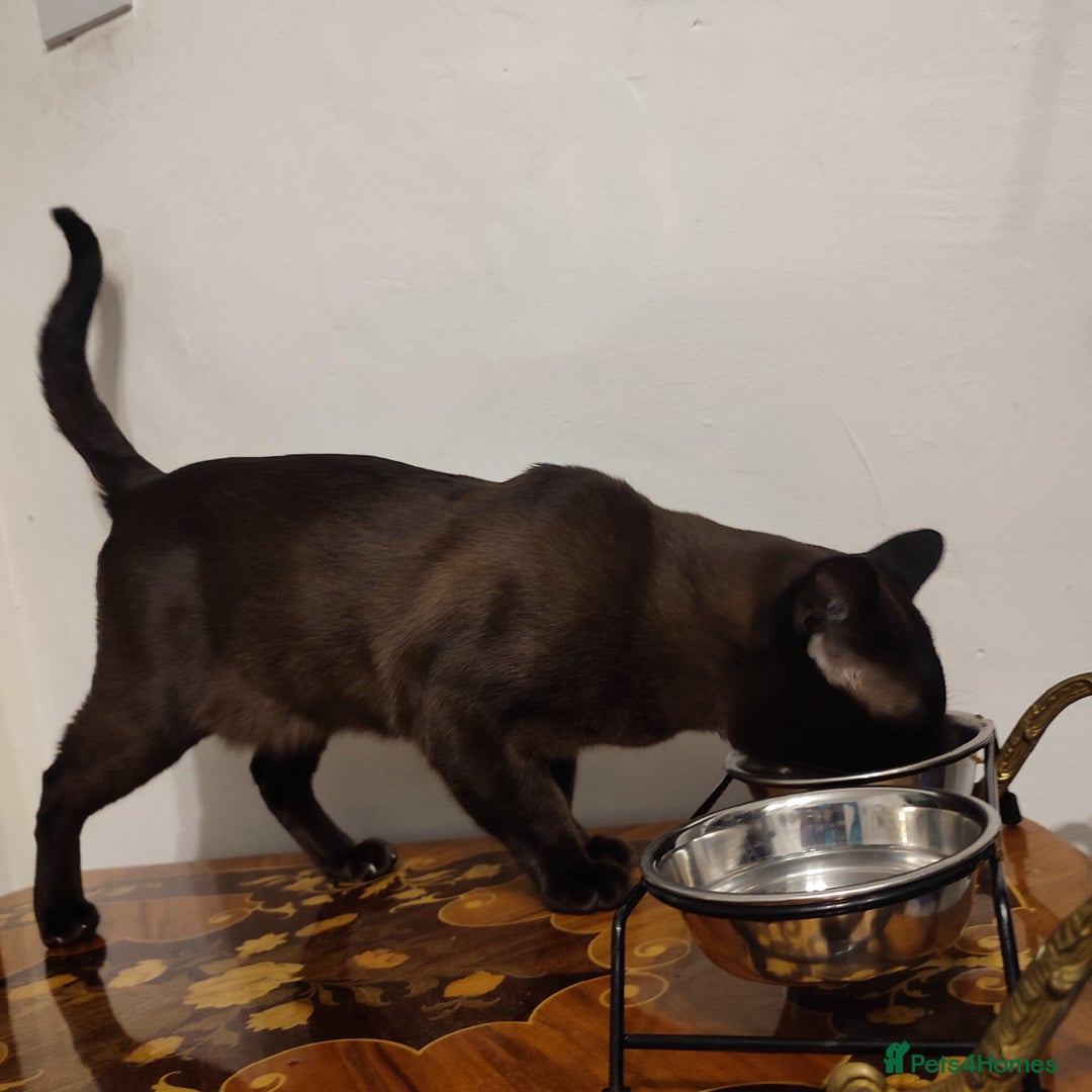 Burmese cats for sale: Stunning Burmese male - Image 1