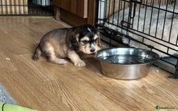 Cocker Spaniel dogs for sale: Handsome boys - Image 19