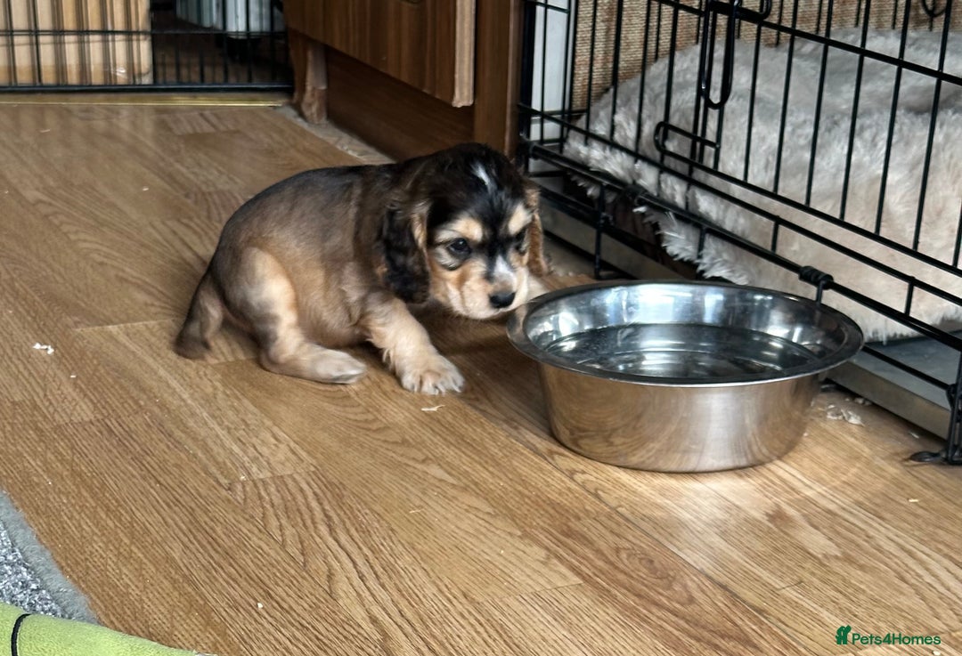 Cocker Spaniel dogs for sale: Handsome boys - Image 19
