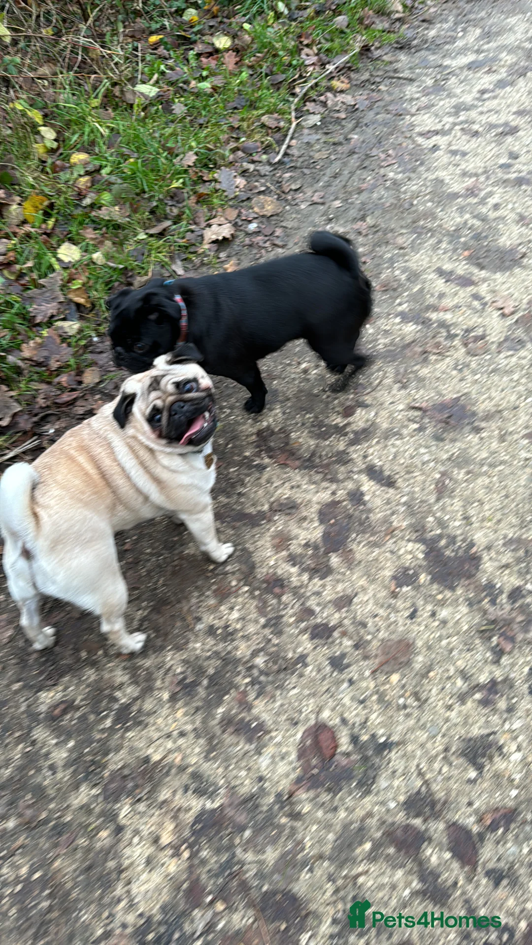 Pug dogs for sale: Skye the Pug in Lincoln - Advert 17