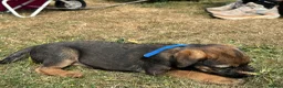 Border Terrier dogs for sale: Beautiful Border Terrier Pups - Advert 9