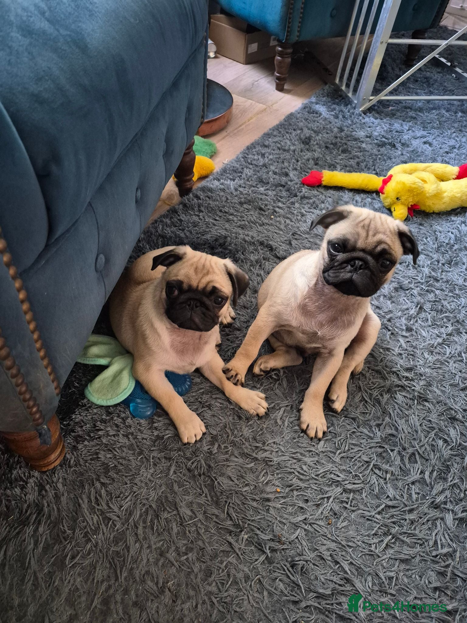 Pug dogs  RARE Pure bred pug puppies - Advert 1