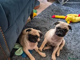 Pug dogs RARE Pure bred pug puppies - Advert 2