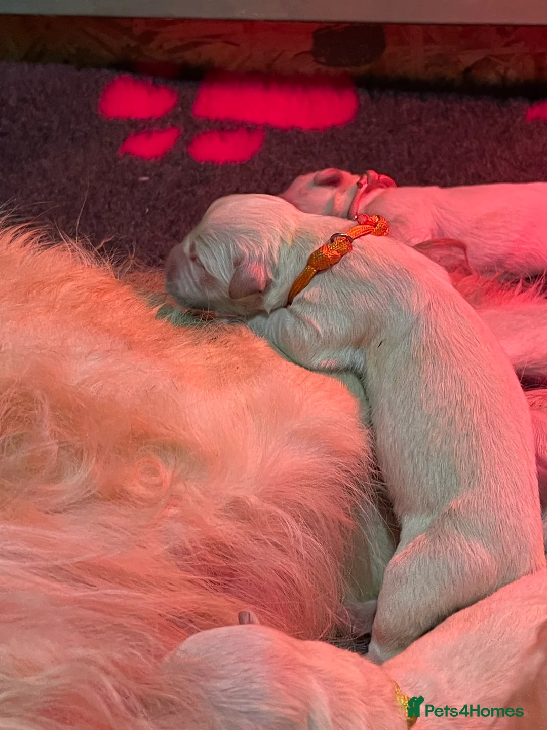 Golden Retriever dogs for sale: Beautiful Golden retriever pups - Advert 6