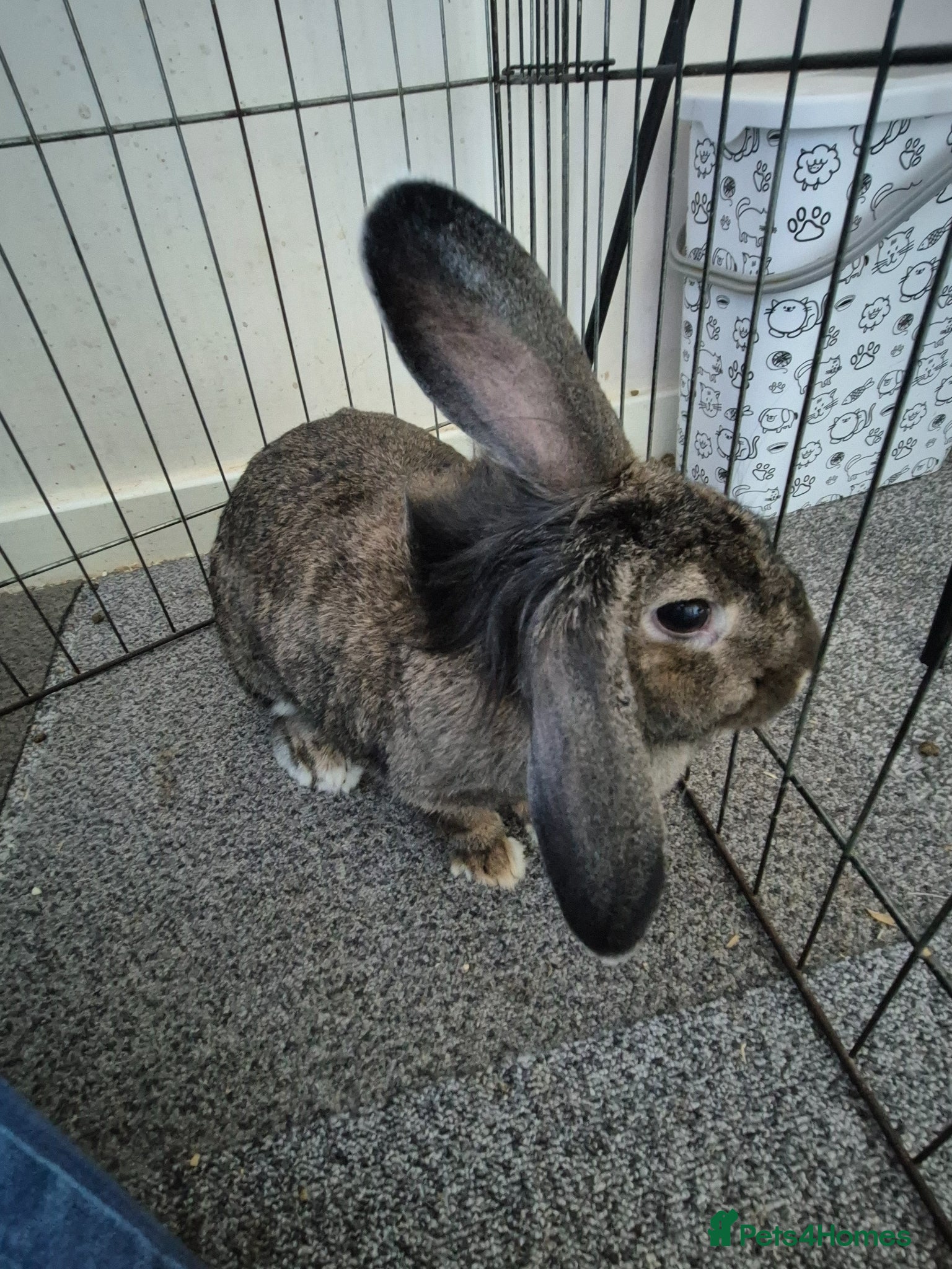 Mixed Breed rabbits Female mini lop/lion head/continental rabbit - Advert 8