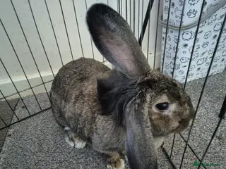 Mixed Breed rabbits Female mini lop/lion head/continental rabbit - Advert 4