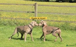 Weimaraner dogs for sale: Exceptional litter of Weimaraner puppies  - Image 32