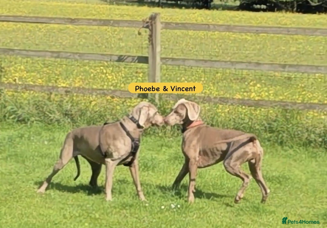 Weimaraner dogs for sale: Exceptional litter of Weimaraner puppies  - Image 32