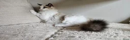 Ragdoll cats for sale: STUNNING RAGDOLL BOY – ACTIVE BREEDING - Advert 12