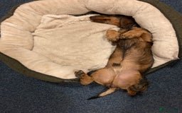 Miniature Dachshund dogs for stud: Looking for wife! Mini Wirehaired Dachshund - Image 14