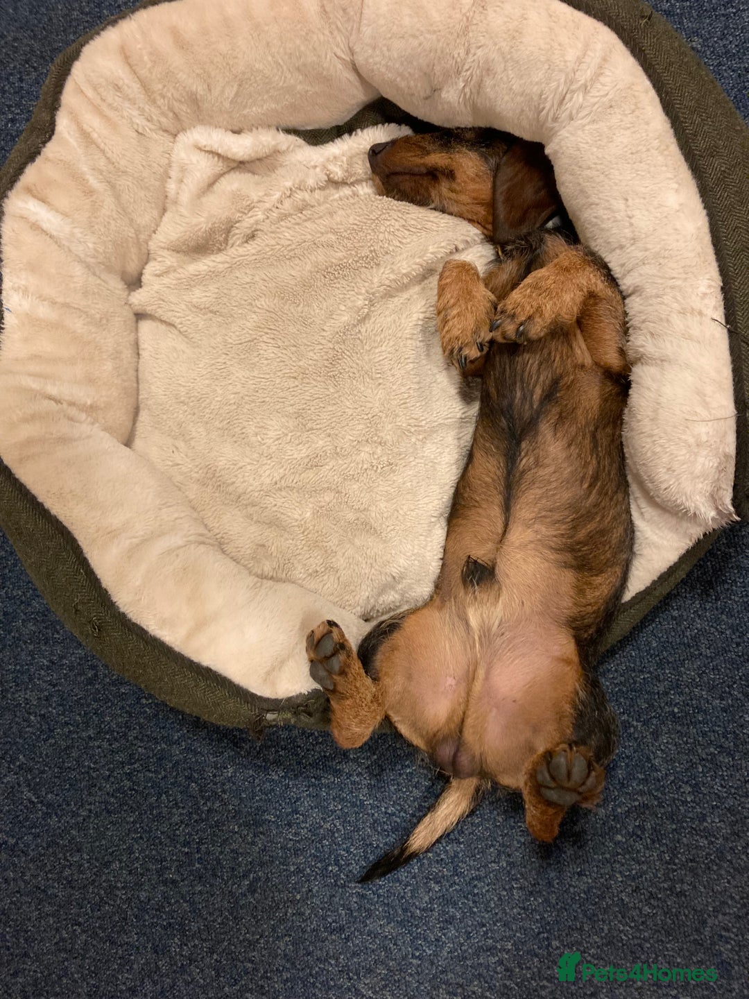 Miniature Dachshund dogs for stud: Looking for wife! Mini Wirehaired Dachshund - Image 14
