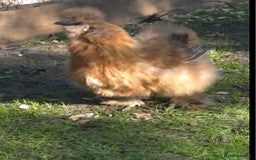 Chickens poultry for sale: Silkie Hatching eggs - Image 7