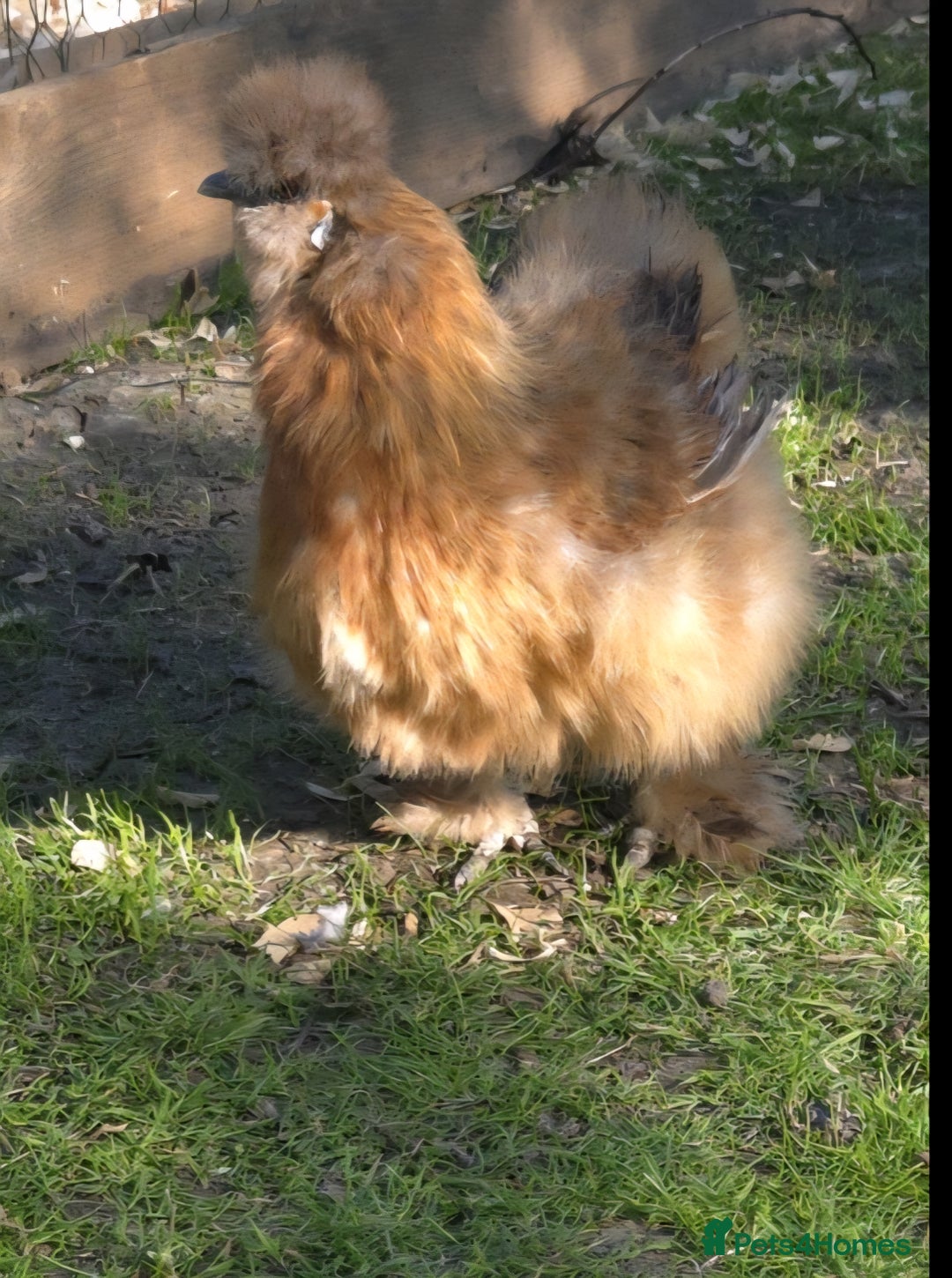 Chickens poultry for sale: Silkie Hatching eggs - Image 7
