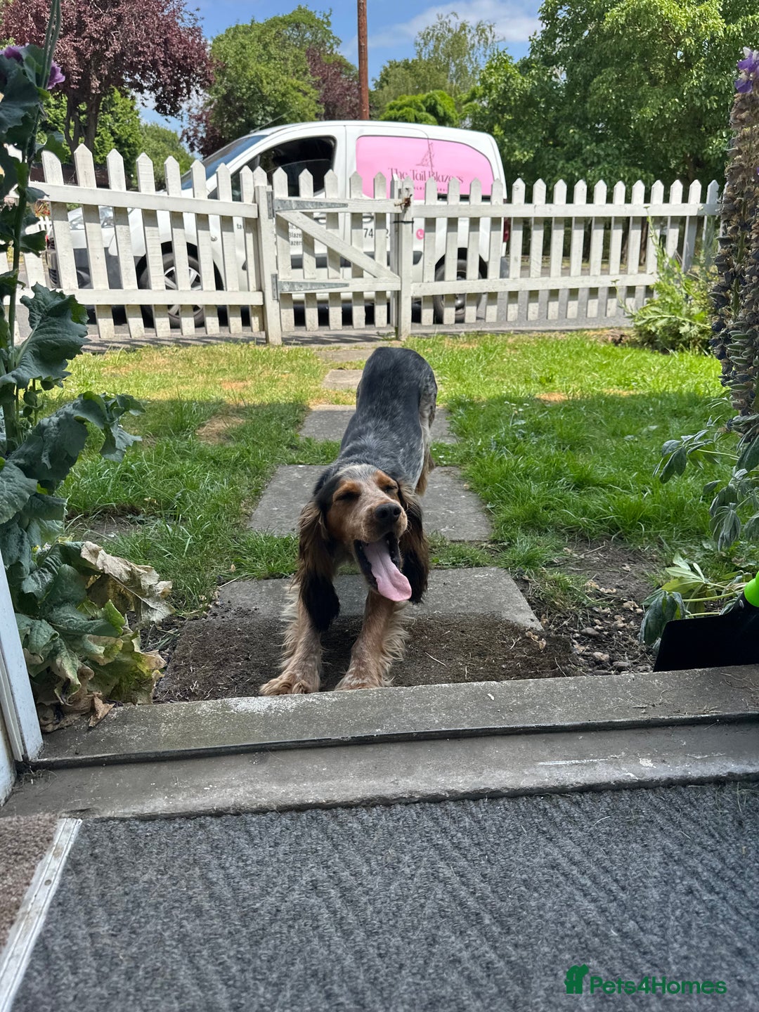 Cocker Spaniel dogs for stud: Male Cocker spaniel for Stud   - Advert 4