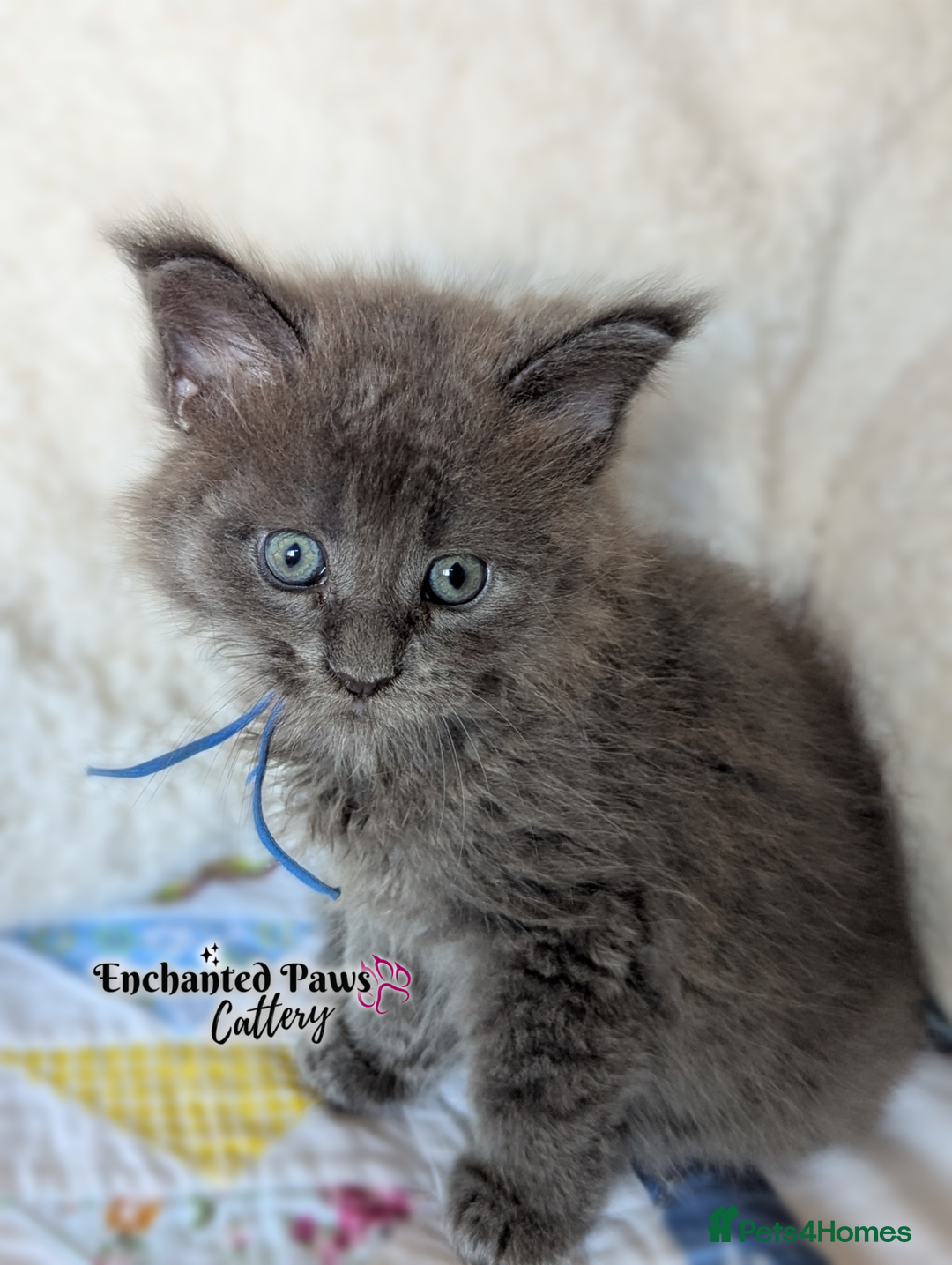 Maine Coon cats for sale: Ready now! 1 boy TICA Registered  - Image 10