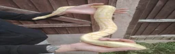 Python Snake reptiles for sale: Gorgeous male and female ball python  - Advert 3