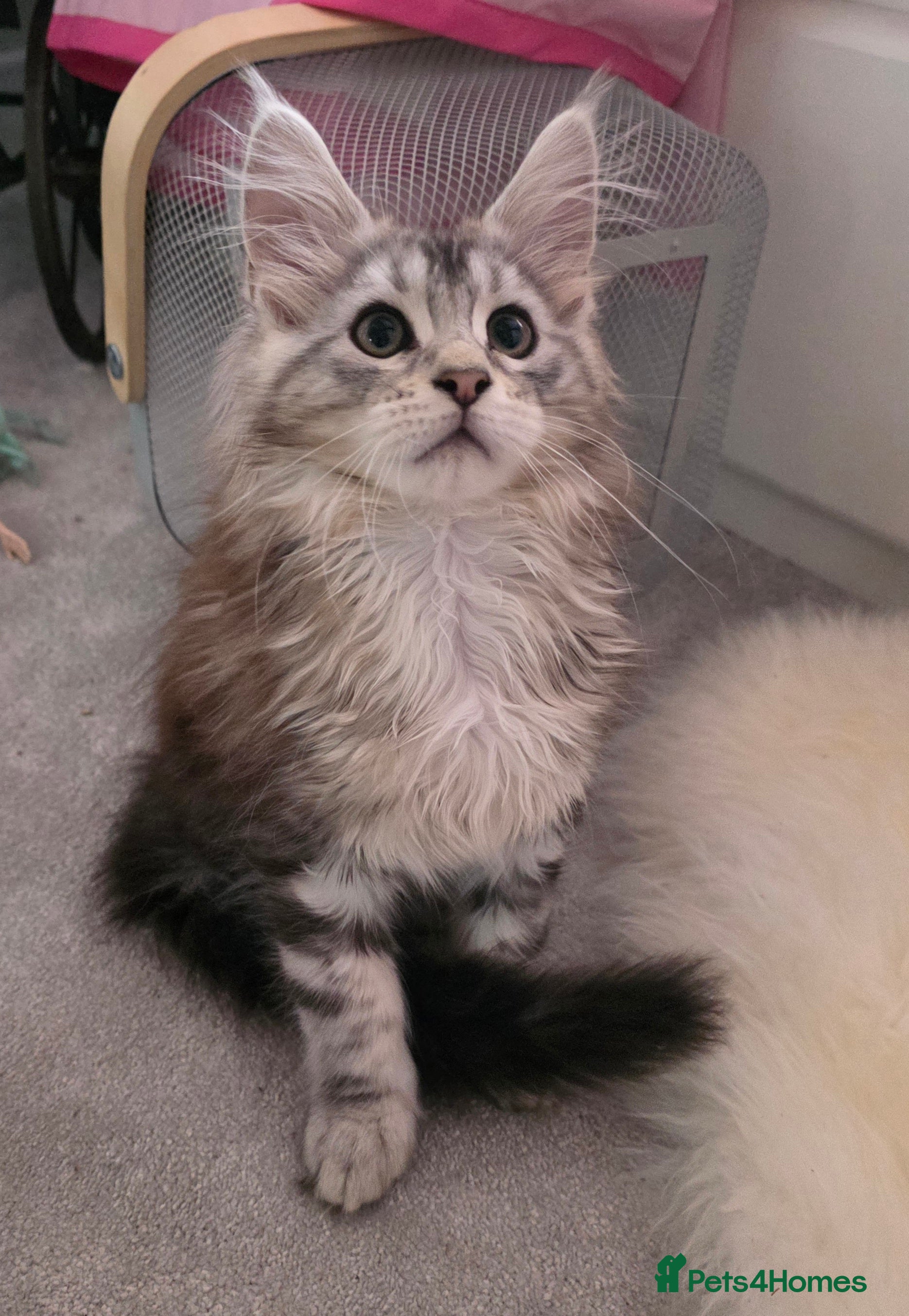 Maine Coon cats Silver and mixed colour maine coon kittens, female - Advert 7
