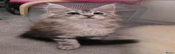 Maine Coon cats for sale: Silver and mixed colour maine coon kittens, female - Advert 1