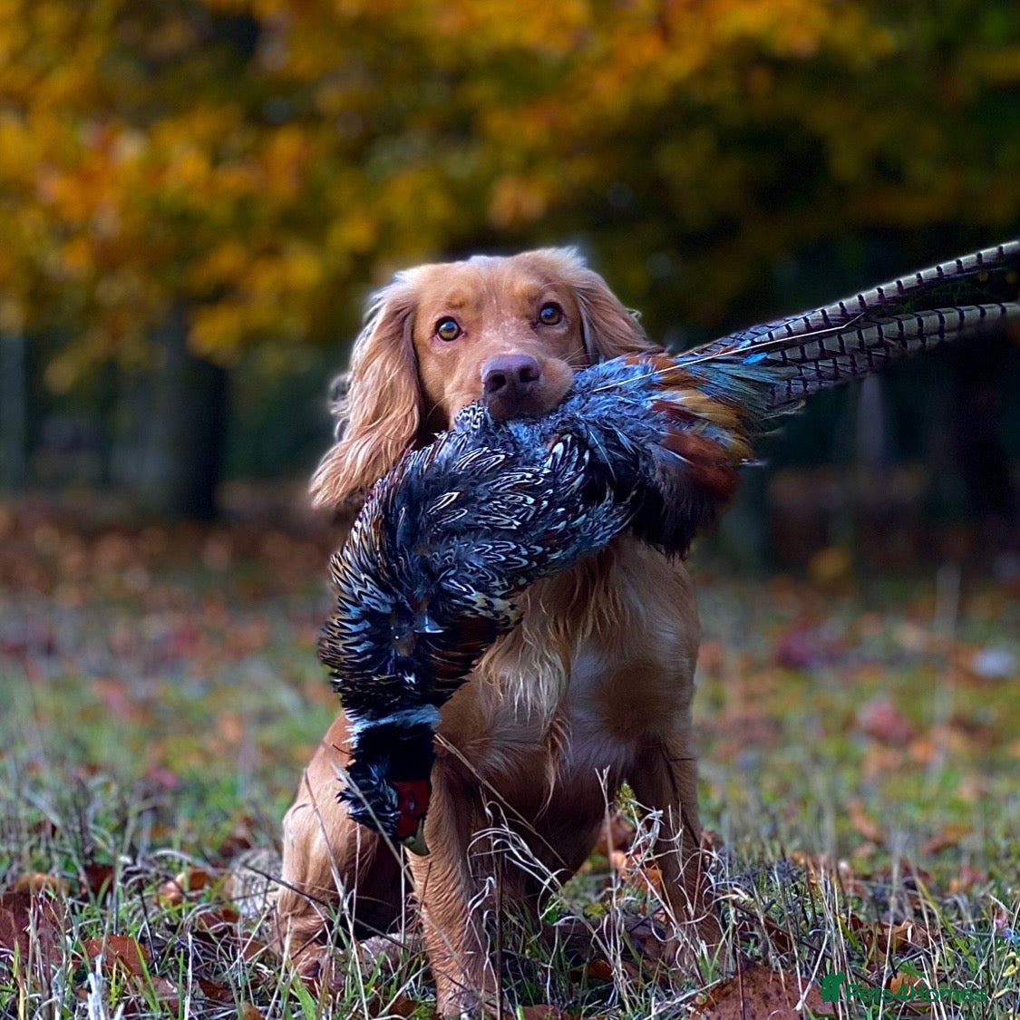 Cocker Spaniel dogs KCRegisteredHealthTestedStud- Salixjager of Silva  - Advert 2