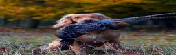 Cocker Spaniel dogs for stud: KCRegisteredHealthTestedStud- Salixjager of Silva  in Wallingford - Advert 1