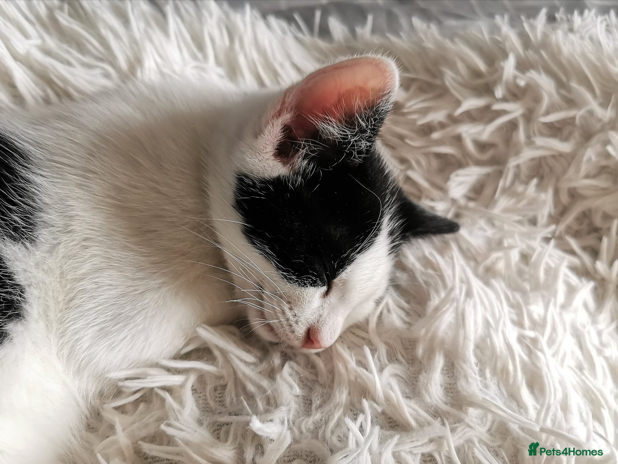 Mixed Breed cats for sale: Gorgeous, sweet natured & very playful kittens in London - Advert 38
