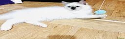 Ragdoll cats for sale: ❤️ Very special homes needed GCCF RAGDOLLS  - Advert 14