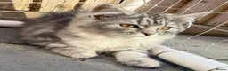 Persian cats for sale: READY TO LEAVE - Female Persian Kitten  - Advert 4