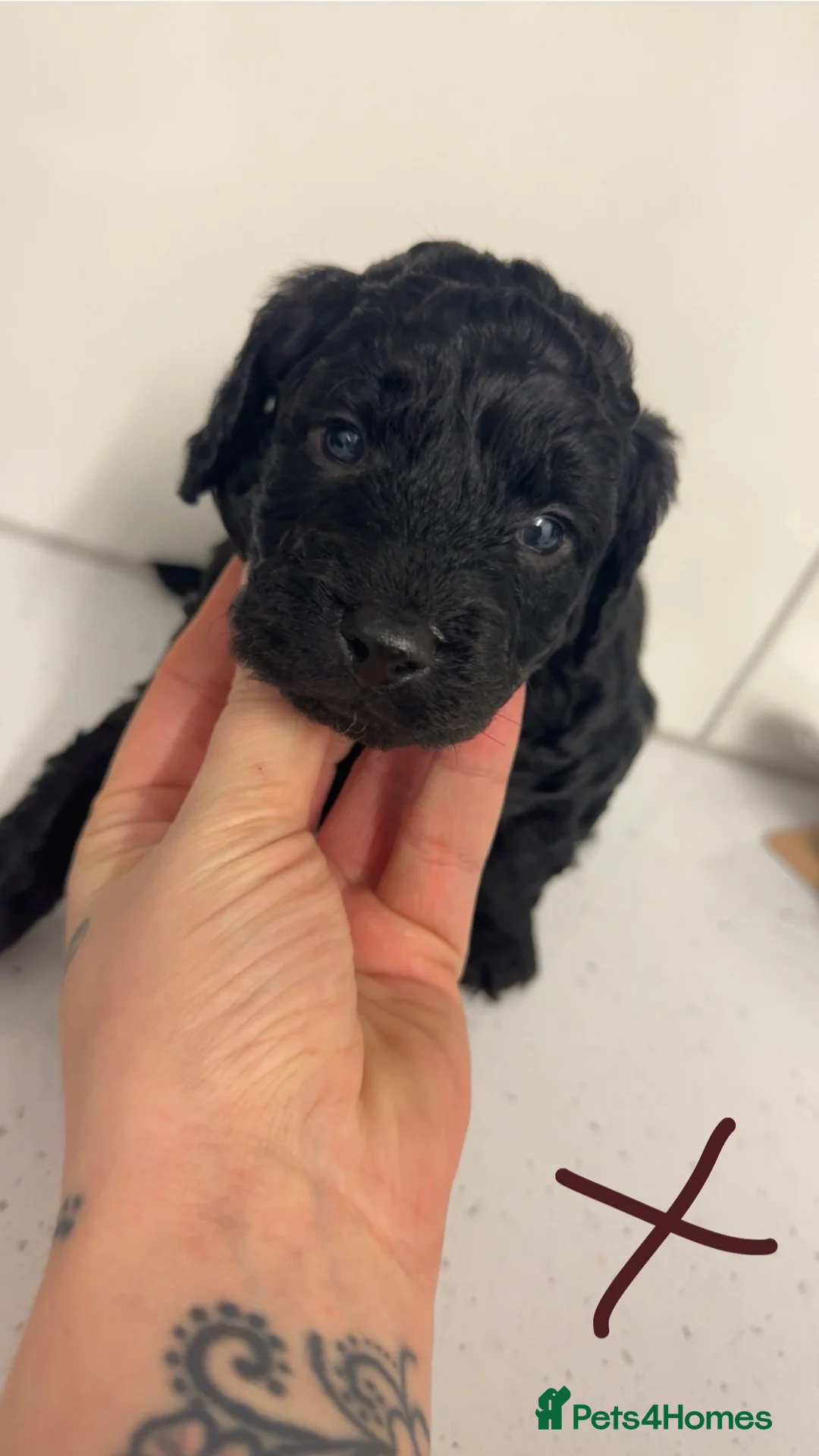 Cockapoo dogs for sale: Female Phantom cockapoo - Advert 6