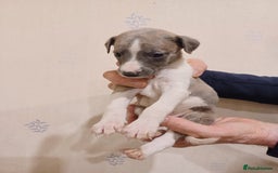 Whippet dogs for sale: Beautiful KC Reg Whippet Puppies - Advert 35