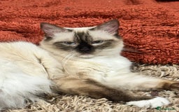 Ragdoll cats for sale: Adorable Ragdoll kittens - Image 2