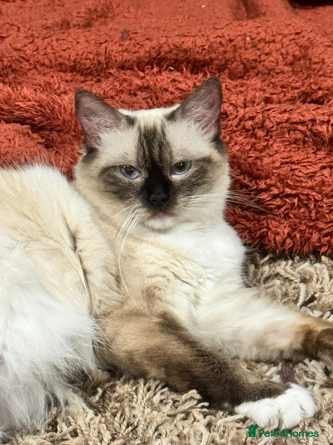 Ragdoll cats for sale: Adorable Ragdoll kittens - Image 2