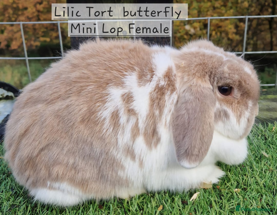 Mini Lop rabbits for sale: Various Mini Lops  - Advert 9