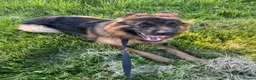 German Shepherd dogs for sale: This is boss looking for his forever home  - Advert 2