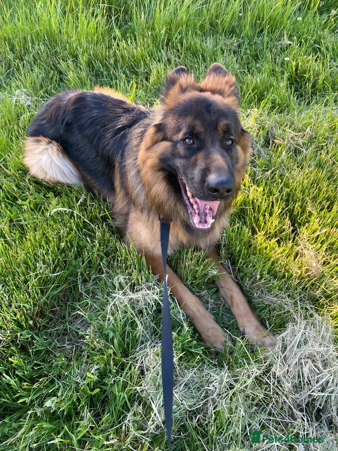 German Shepherd dogs for sale: This is boss looking for his forever home  - Advert 2