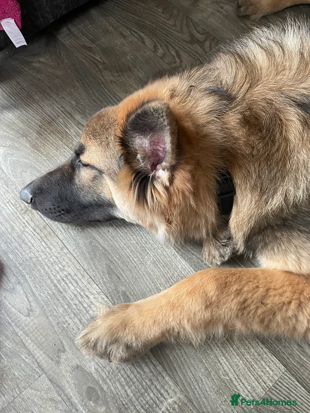 German Shepherd dogs for sale: Bailey  in Basingstoke - Advert 3