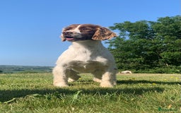English Springer Spaniel dogs for sale: 🐾 Pedigree English Springer Spaniel Puppies 🐾 - Image 3