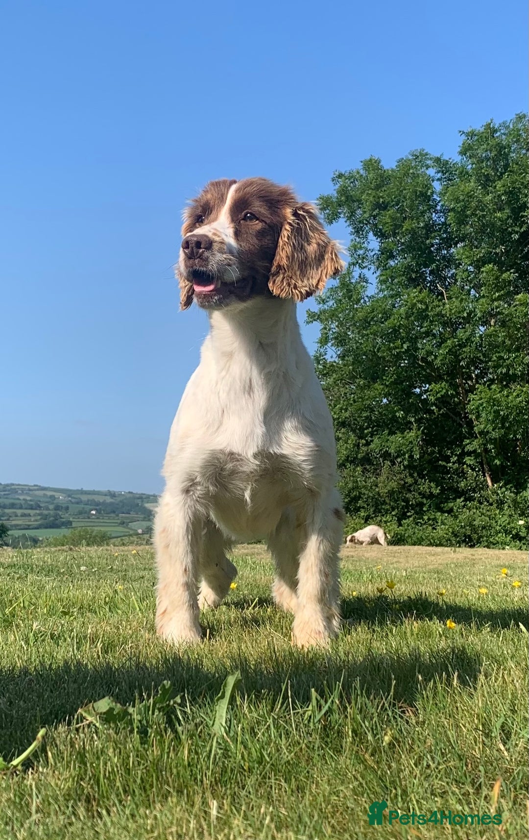 English Springer Spaniel dogs for sale: 🐾 Pedigree English Springer Spaniel Puppies 🐾 - Image 3