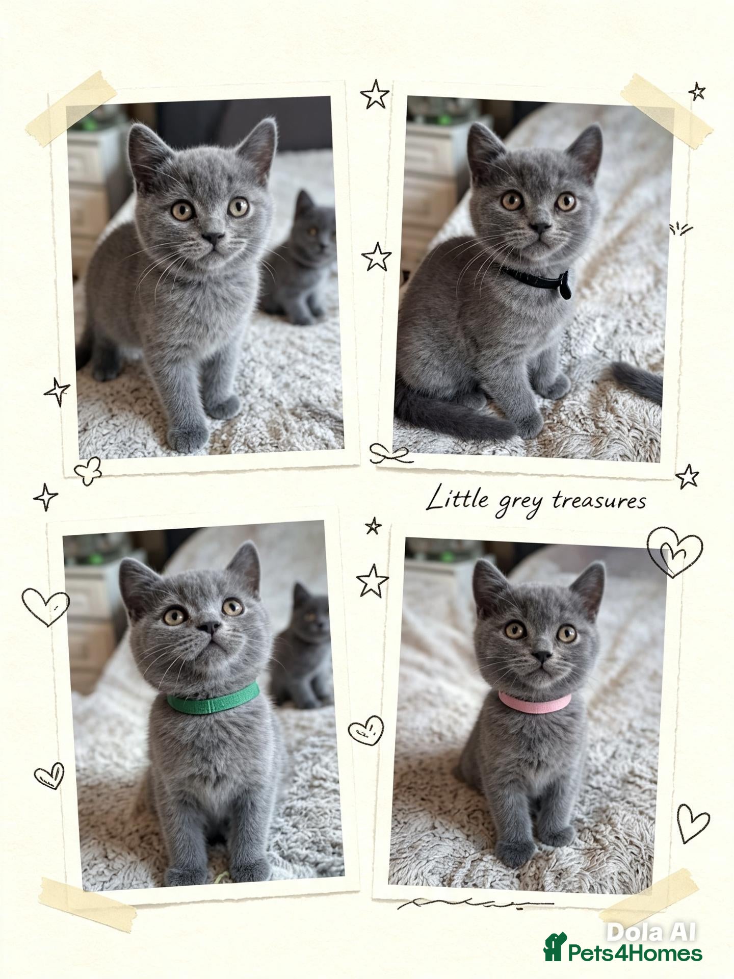 British Shorthair cats Beautiful British Shorthair kittens - Advert 18