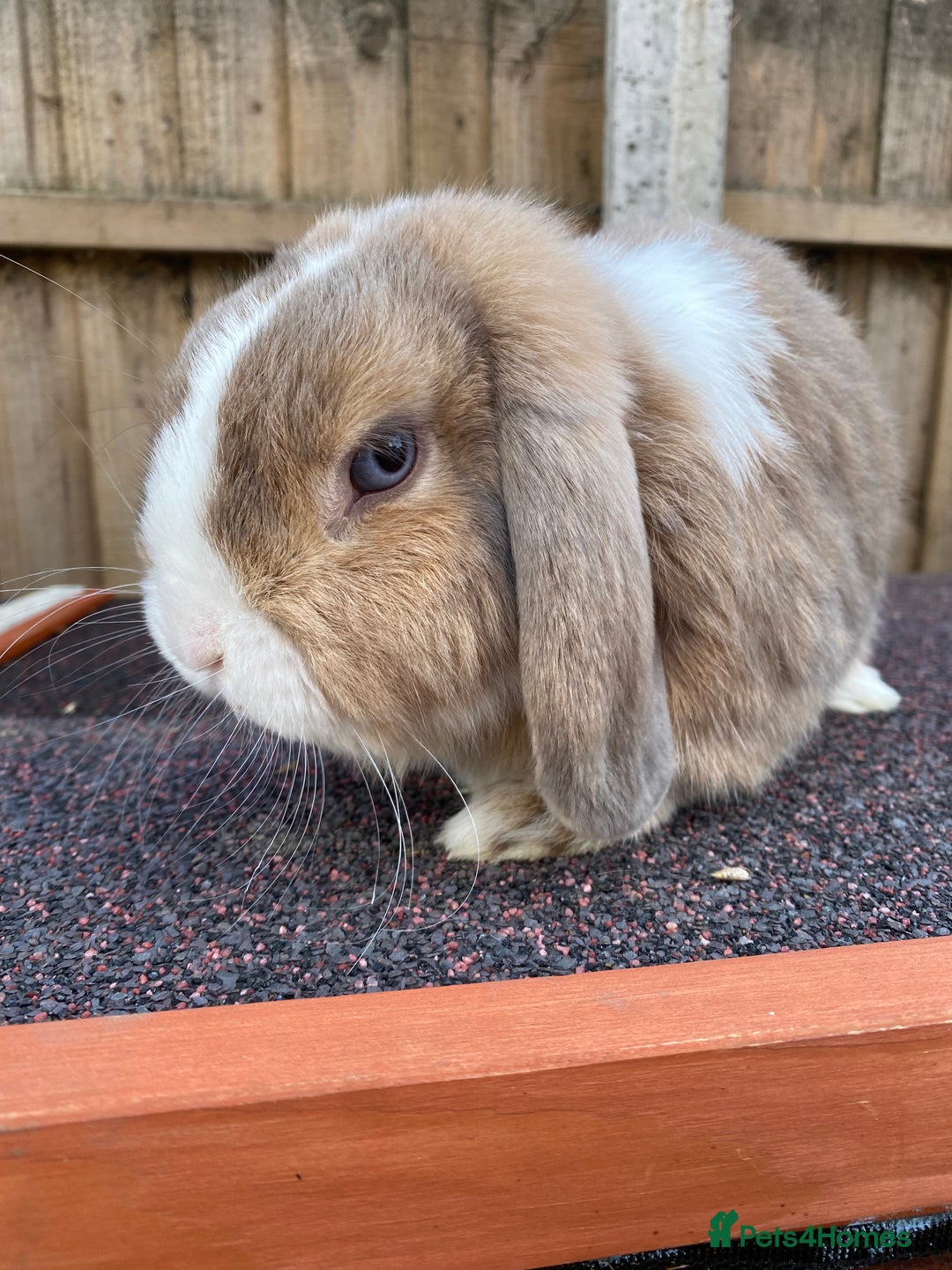 Mini Lop rabbits for sale: Mini lops  - Image 21